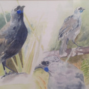 Cours de peinture adulte Lyon • Oiseaux de Nouvelle-Zélande • Cours aquarelle Lyon